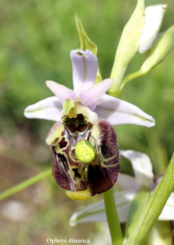 Monte Velino e Monti della Duchessa, le orchidee e la Natura  2024.